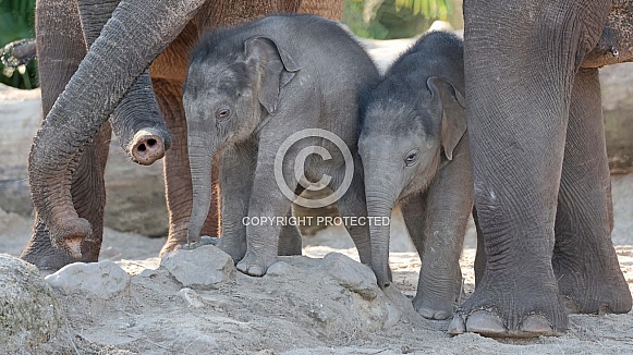Young elephant (Elephas maximus)