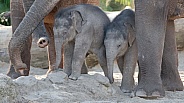 Young elephant (Elephas maximus)