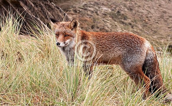 Red Fox
