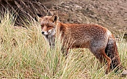 Red Fox