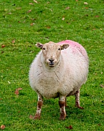 South Wales Mountain Sheep
