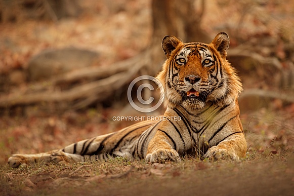 Beautiful tiger in the nature habitat. Tiger pose in amazing light. Wildlife scene with wild animal. Indian wildlife. Indian tiger. Panthera tigris tigris.