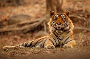 Beautiful tiger in the nature habitat. Tiger pose in amazing light. Wildlife scene with wild animal. Indian wildlife. Indian tiger. Panthera tigris tigris.