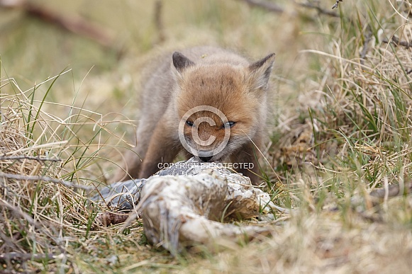 Red fox cubs