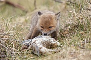 Red fox cubs
