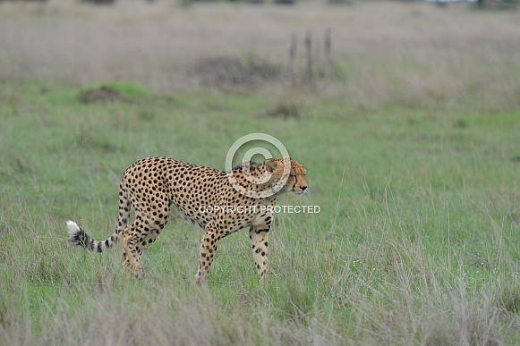 Cheetah on the move Cheetah on the move