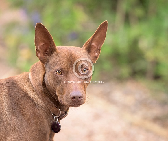 Red dog looking almost at camera Red dog looking almost at camera