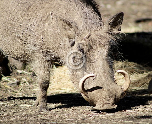 Warthog