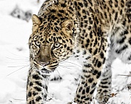 Amur Leopard-Endangered Amur Leopard