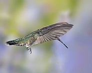 Anna's Hummingbird, Female or Immature Male