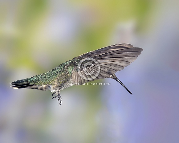 Anna's Hummingbird, Female or Immature Male