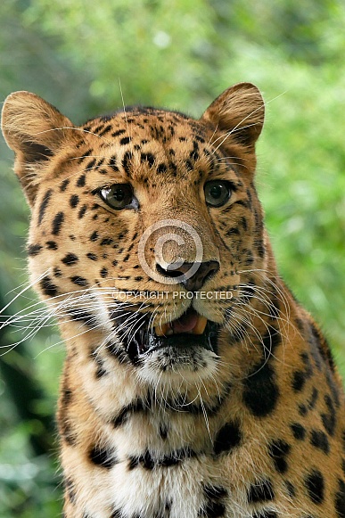 Amur Leopard
