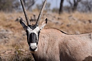 Oryx gazella (Gemsbok) head photo in field