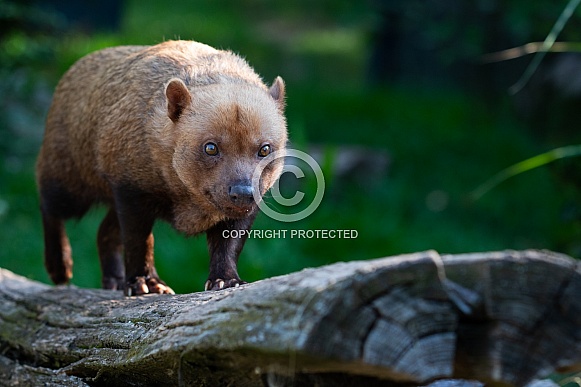 Bush dog on a log