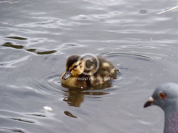 Mallard Duckling