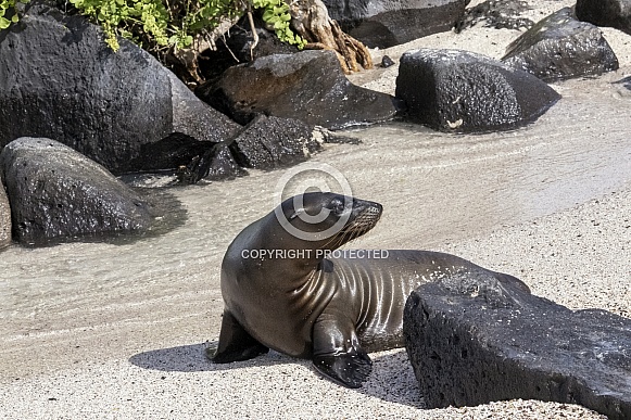 Galapagos Sea Lion, Juvenile