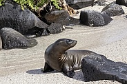 Galapagos Sea Lion, Juvenile