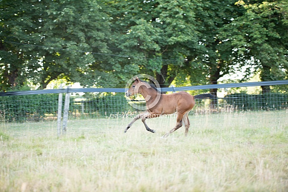 Bay Mare and filly Foal Bay Mare and filly Foal