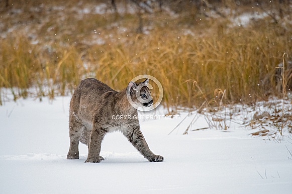 Mountain Lion Cub