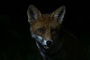 Red fox
