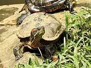 Amboina Box Turtle