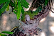 Hummingbird - Little Mother Hummer
