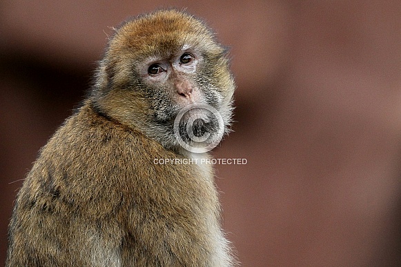 Barbary Macaque Barbary Macaque