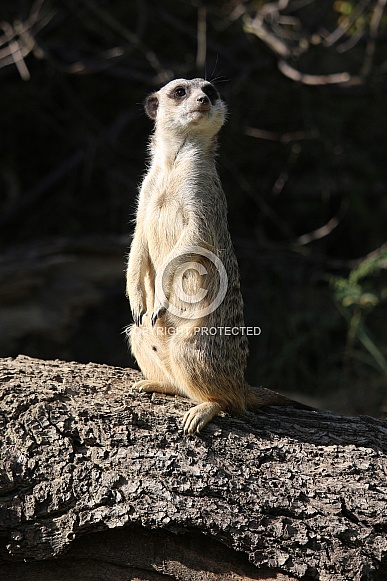 Meerkat