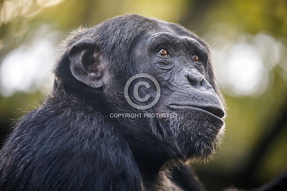 Chimpanzee (Pan troglodytes)