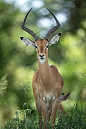 Male impala in the shade looking at the camera