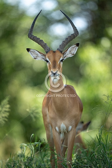 Male impala in the shade looking at the camera