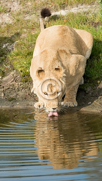 African Lion African Lion