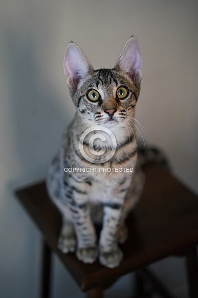 Savannah Cat Savannah Cat