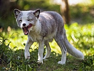 Arctic fox walking and licking
