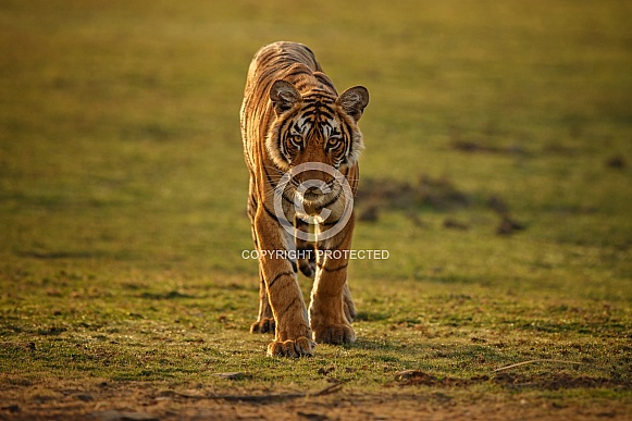 Beautiful tiger in the nature habitat. Tiger pose in amazing light. Wildlife scene with wild animal. Indian wildlife. Indian tiger. Panthera tigris tigris.