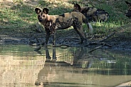 African Painted Dog
