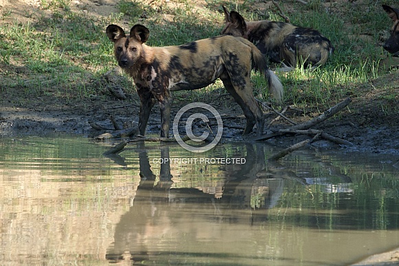 African Painted Dog