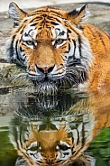 Tiger bathing