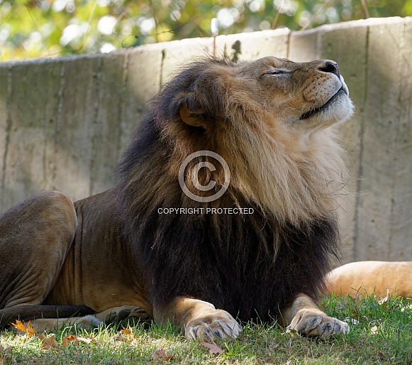 Male Lion