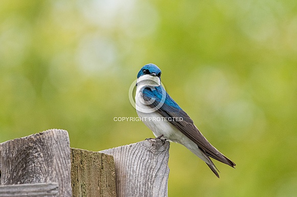 Tree Swallow Tree Swallow