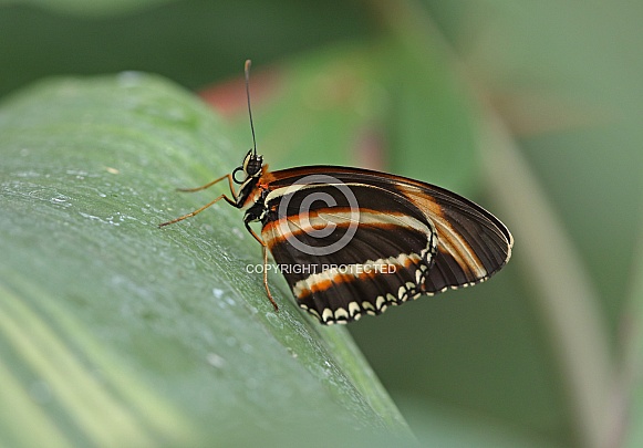 Banded Orange Banded Orange