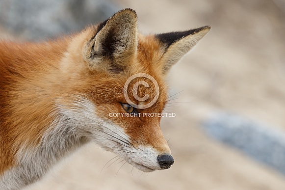 Red Fox Red Fox