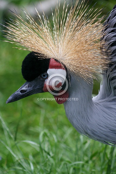 East African Crested Crane East African Crested Crane