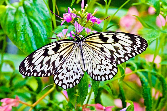 Tree Nymph butterfly Tree Nymph butterfly