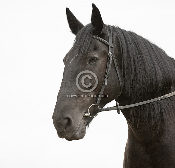 Black horse portrait