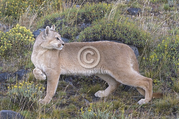 Puma (Puma concolor)