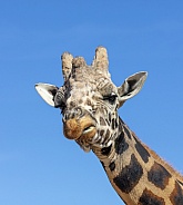 Giraffe making a funny face twisting her lips