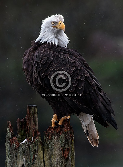 Eagle-Bald Eagle