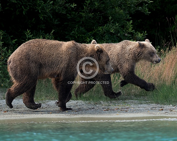 Sow and year old cub on the shore of a lake