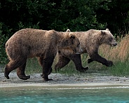 Sow and year old cub on the shore of a lake